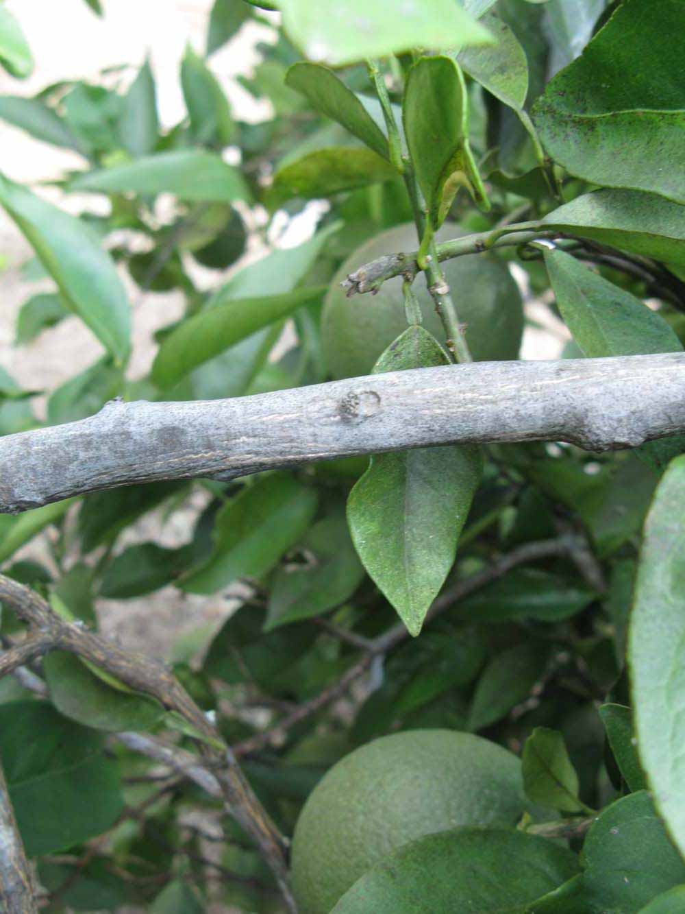              Second - third year twig (Winter Haven, FL)       